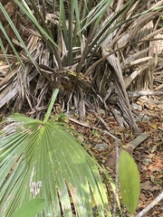 Antrostomus carolinensis