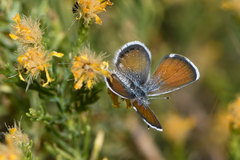 Brephidium exilis exilis