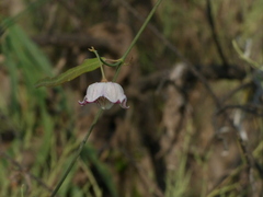 Oxystelma esculentum