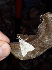 Lymantriinae