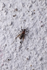Homoeoxipha lycoides