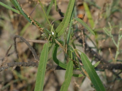 Oxystelma esculentum