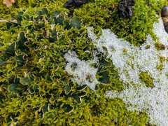 Peltigera malacea