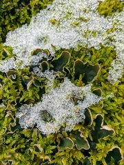 Peltigera malacea
