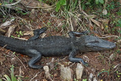 Alligator mississippiensis