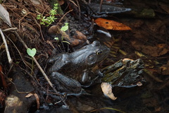 Lithobates