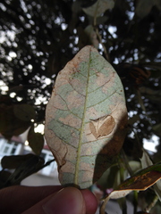 Phyllonorycter messaniella