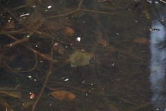 Trachemys scripta elegans