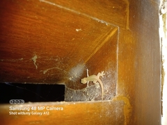 Gehyra mutilata