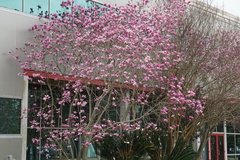 Magnolia liliiflora