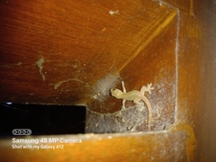 Gehyra mutilata