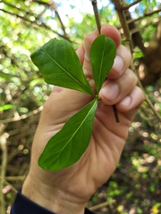 Eumachia microdon