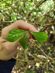 Eumachia microdon