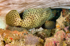 Chromileptes altivelis