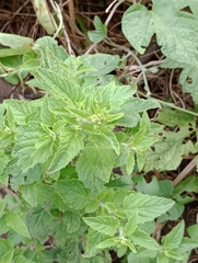 Teucrium vesicarium