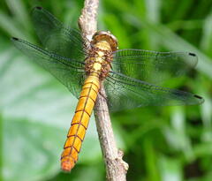 Orthetrum
