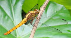 Orthetrum