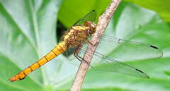 Orthetrum