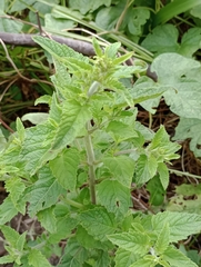 Teucrium vesicarium