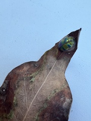 Eurypepla brevilineata