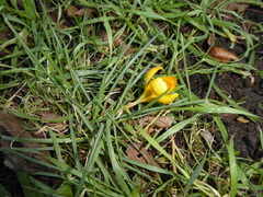 Crocus