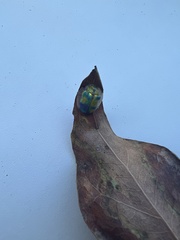 Eurypepla brevilineata