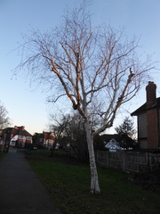 Betula pendula