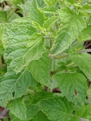 Teucrium vesicarium