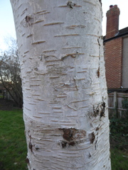 Betula pendula