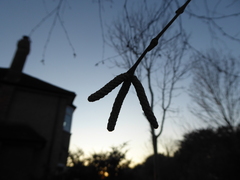 Betula pendula