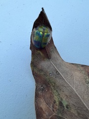 Eurypepla brevilineata