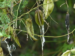 Oxystelma esculentum