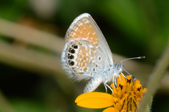 Brephidium exilis exilis