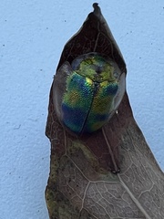 Eurypepla brevilineata