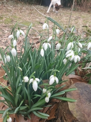 Galanthus