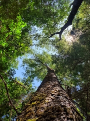 Nothofagus obliqua