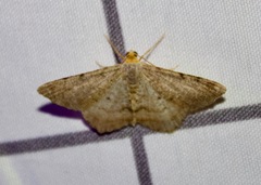Macaria minorata