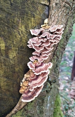 Trametes versicolor
