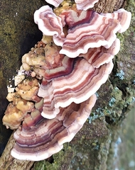 Trametes versicolor