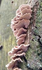 Trametes versicolor