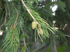 Picea likiangensis