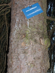 Picea likiangensis