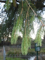 Picea likiangensis