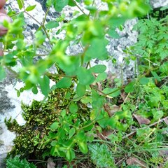 Euphorbia peplus peplus