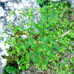 Euphorbia peplus peplus