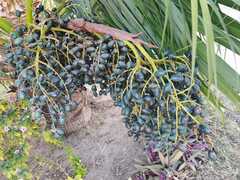 Livistona chinensis