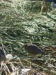 Nycticorax nycticorax