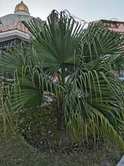 Livistona chinensis