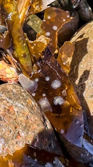 Membranipora membranacea