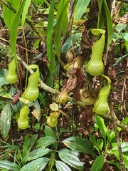 Nepenthes distillatoria